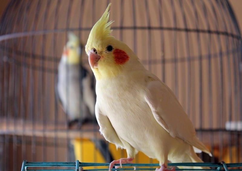 قفس عروس هلندی